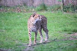 en se av en gepard foto