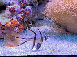 en se av en fisk i ett akvarium foto