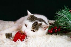 söt vit katt spelar med liten jul gåva låda. hälsning kort foto