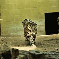 en se av en jaguar foto
