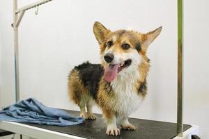 corgi welsh pembroke hund efter tvättning, bad, dusch insvept i en handduk på grooming tabell i salong. sällskapsdjur vård, rena, friskvård, hygien, procedur, spa begrepp. skönhet tjänster för djur. kopia Plats foto