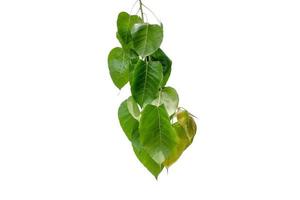 bodhi grön blad isolerat på vit bakgrund foto