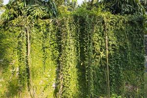 de detalj av grön klättrande växter på en vägg Maj vara Begagnade som en textur begrepp bakgrund tapet foto