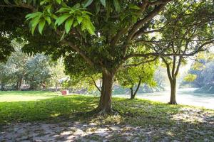 naturlig landskap se textur av gammal mango träd brach i de parkera foto