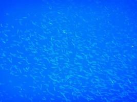 tusentals av liten fiskar i djup blå vatten medan dykning foto