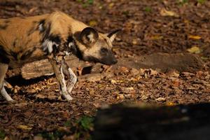 målad hund stalking foto