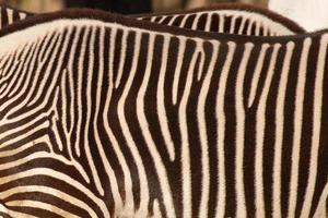 skysås zebra Ränder foto