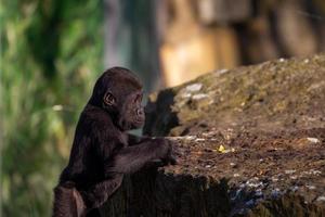 silver- tillbaka gorilla bebis foto