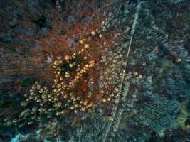 antenn se av färgrik skog träd, natur bakgrund foto