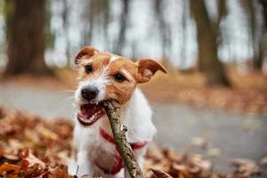 hund spela med en gren i höst skog foto