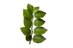färska gröna blad på vit bakgrund foto