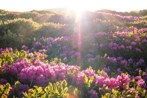 kulle med blomning rosa blommor landskap Foto