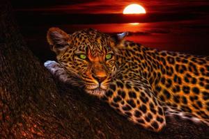 leopard på solnedgång foto