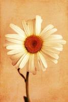 texturerad daisy blomma foto