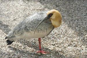 svart inför ibis fågel foto