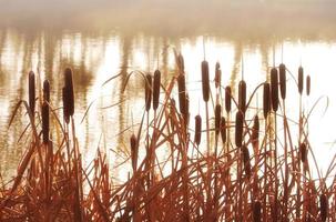 cattails vid sjön foto