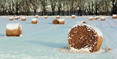 höbalar i snön foto