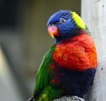 regnbåge lorikeet papegoja foto