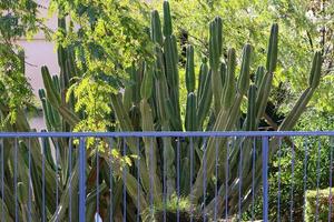 en stor och taggig kaktus växer i en stad parkera. foto