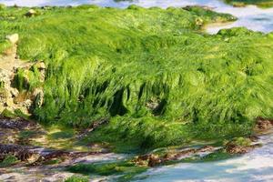 grön alger på de stenar på de medelhavs kust. foto