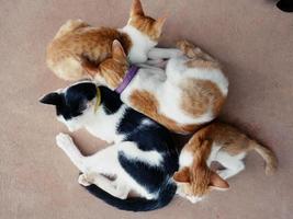 söt katter kram visar värme, intimitet, förtroende, gladlynthet. foto