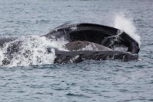 en sperma val fångst makrill och som visar valfiskben plattor i brittiskt columbia foto