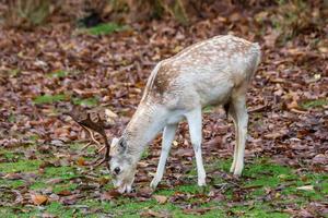 träda rådjur i de skog i de falla i sevenoaks foto