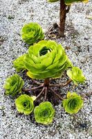 saftig växt i de scilly öar foto