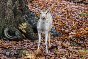 träda rådjur i de skog i de falla i sevenoaks foto