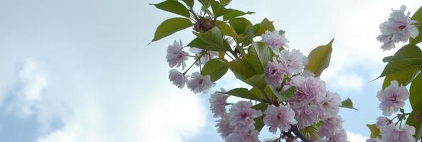 pastell rosa körsbär sakura i japan i blomstrande säsong foto