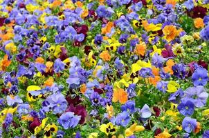 Flerfärgad fikus blommor eller pansies stänga upp som bakgrund eller kort foto