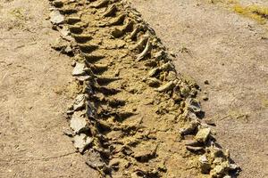 djup spår av traktor däck i de sand. foto