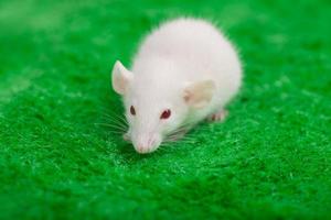 vit mus på en grön gräs bakgrund foto