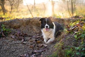 en skön hund gräns collie foto