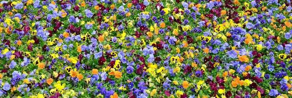 Flerfärgad fikus blommor eller pansies stänga upp som bakgrund eller kort foto