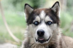 arktisk malamute med blå ögon munkorg porträtt stänga upp. detta är en ganska stor hund inföding typ foto