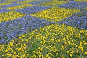 skön violett och gul blomstrande pansies i de vår trädgård foto