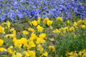 skön violett och gul blomstrande pansies i de vår trädgård foto