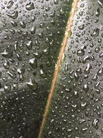 mango blad textur med vatten korn för tapet bakgrund foto