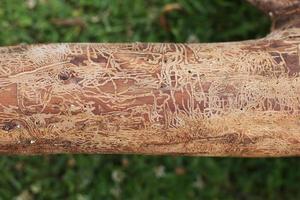 trä- logga skadad förbi bark beerle . fällda träd foto