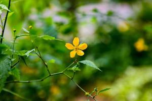 krypande smörblomma ranunkel repens blomma i de trädgård foto