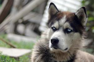 arktisk malamute med blå ögon munkorg porträtt stänga upp. detta är en ganska stor hund inföding typ foto