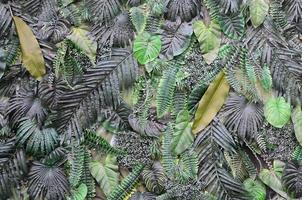 tropisk grön löv bakgrund, ormbunke, handflatan och monstera deliciosa blad på vägg foto