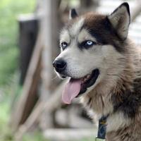 arktisk malamute med blå ögon munkorg porträtt stänga upp. detta är en ganska stor hund inföding typ foto