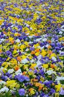 Flerfärgad fikus blommor eller pansies stänga upp som bakgrund eller kort foto