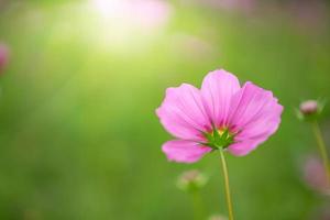 skön rosa blomma i trädgård med ljus foto