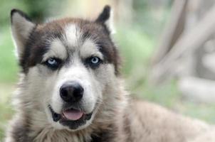 arktisk malamute med blå ögon munkorg porträtt stänga upp. detta är en ganska stor hund inföding typ foto