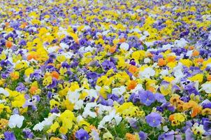 Flerfärgad fikus blommor eller pansies stänga upp som bakgrund eller kort foto