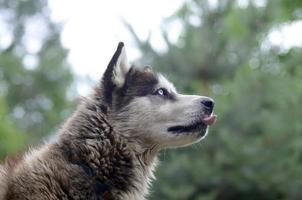 arktisk malamute med blå ögon munkorg porträtt stänga upp. detta är en ganska stor hund inföding typ foto