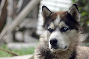 arktisk malamute med blå ögon munkorg porträtt stänga upp. detta är en ganska stor hund inföding typ foto